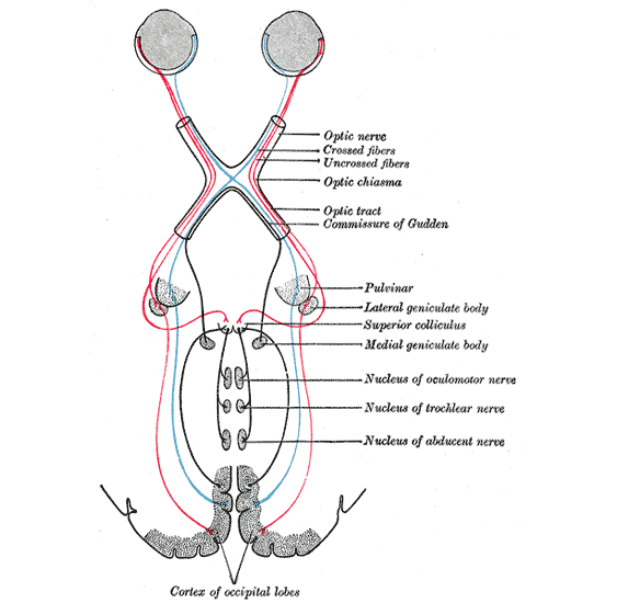 diagram of the human visual system including the rey, optic nerve and visual cortex of the brain