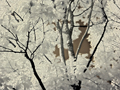 Trees In Infrared